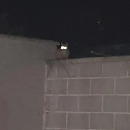 Gonil * Conil De La Frontera