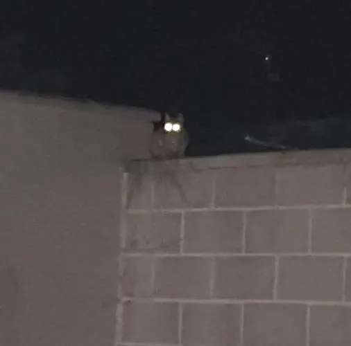 Gonil * Conil De La Frontera